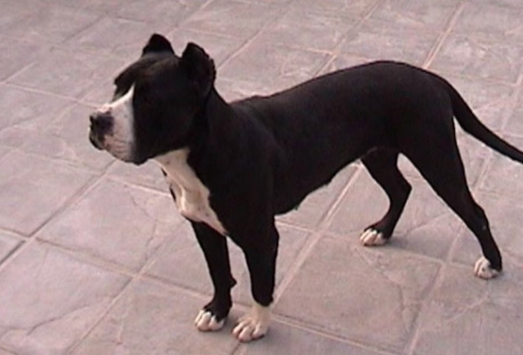 Policía tucumano imputado por matar a un perro y amenazar a su&nbsp;dueña