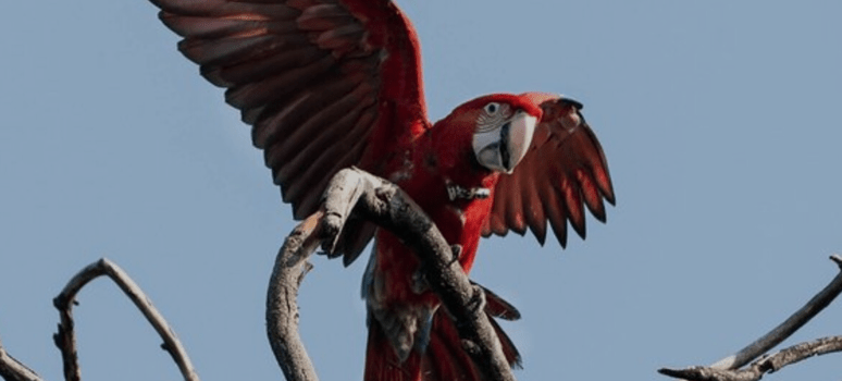 Muere “Charrúa”, guacamayo rojo reintroducido en Corrientes, tras recibir un disparo con&nbsp;gomera