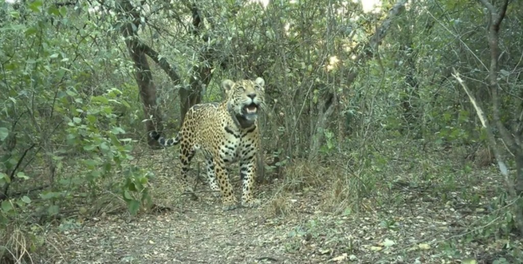 Crimen irreparable: El costo del asesinato del Yaguareté Acai se valúa en $2.673&nbsp;millones