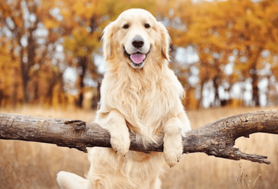 Golden retriever y humanos más parecidos de lo que se creía el hallazgo genético que sorprendió a los&nbsp;científicos