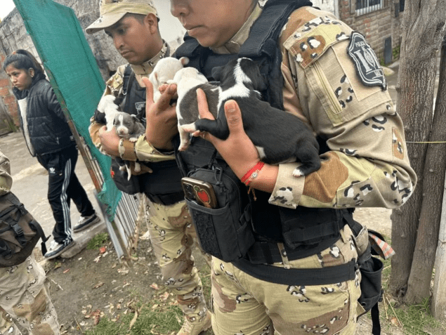 Rescatan en Salta a diez perros pitbull víctimas de&nbsp;maltrato