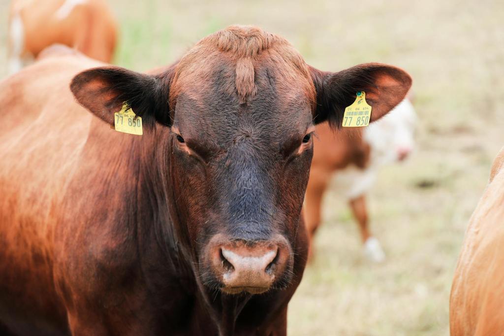 Iraeta advierte sobre requisitos ambientales para vender carne en&nbsp;Europa