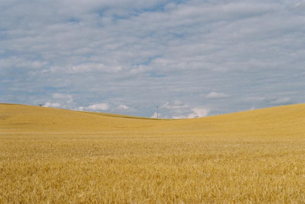 Molinos Agro reporta triplicación de ganancias en su año&nbsp;fiscal
