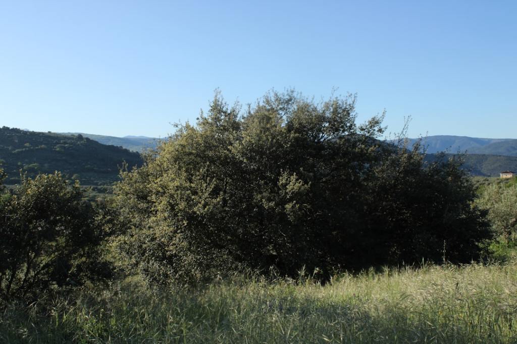Clima adverso: heladas y caída térmica avanzan hacia el sector&nbsp;agrícola