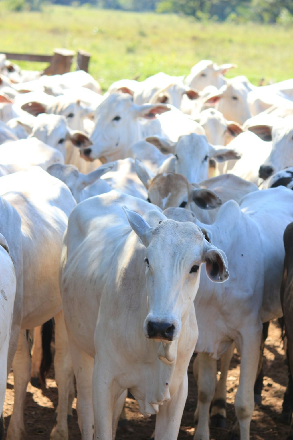 Argentina: la faena de cerdos crece 11% y marca nuevo pico en cinco años