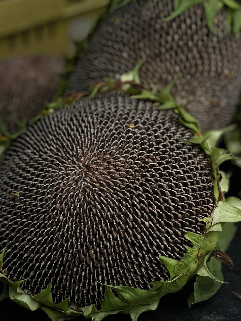Girasol: una firma de semillas plantea su estrategia para expandir&nbsp;mercado