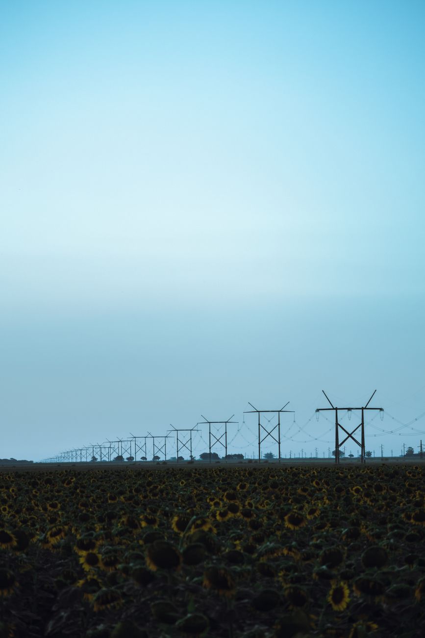 Girasol se impone: la molienda alcanza su pico en 25&nbsp;años