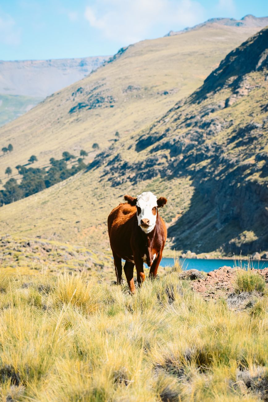 Mercado global impulsa cambios en ganadería: se demandan animales&nbsp;mayores