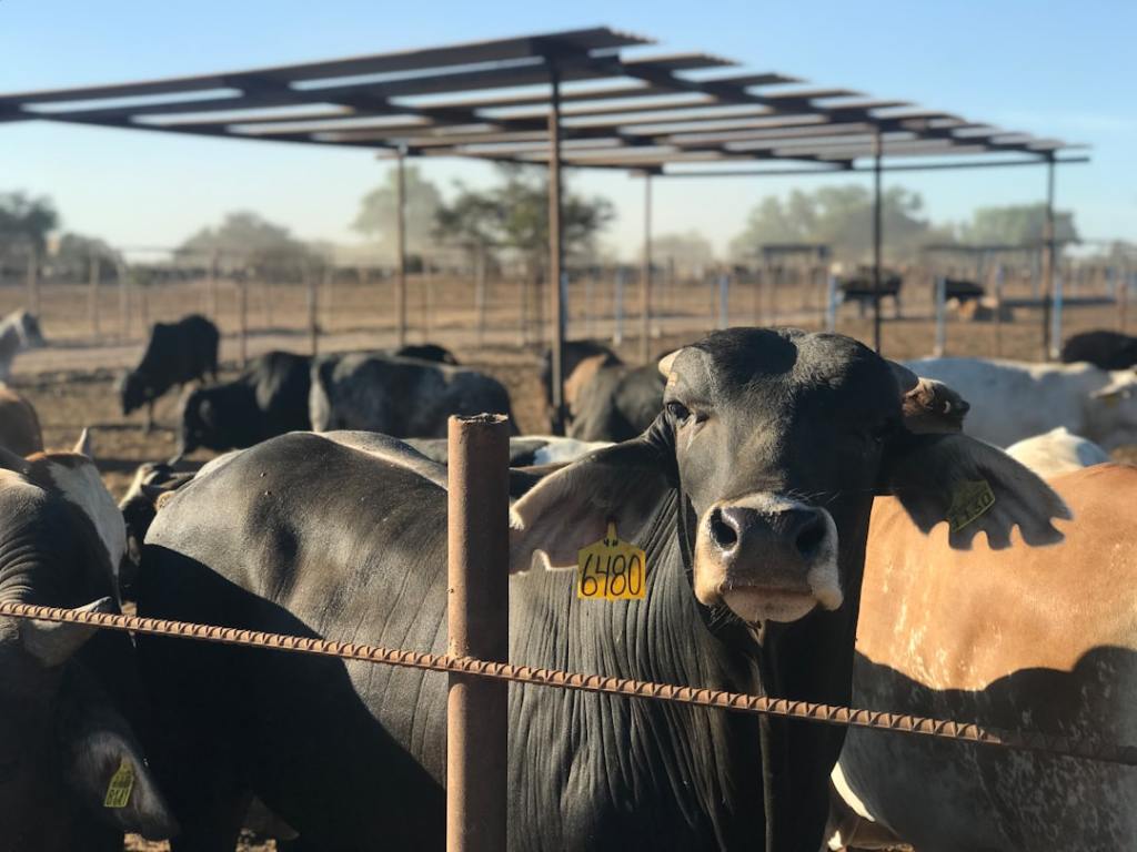 Córdoba brinda en la Expo Rural: cabañas Braford consiguen los títulos máximos
