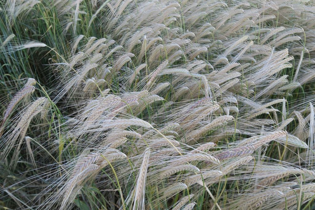 Mas alla del pan: trigo como insumo para produccion de&nbsp;etanol